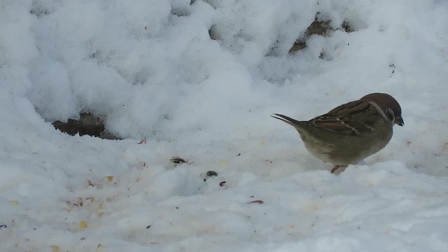 Eurasian Tree Sparrow - ML646619691