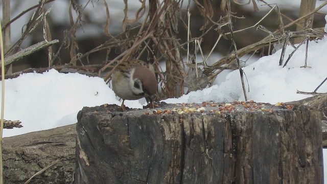 Eurasian Tree Sparrow - ML646619692