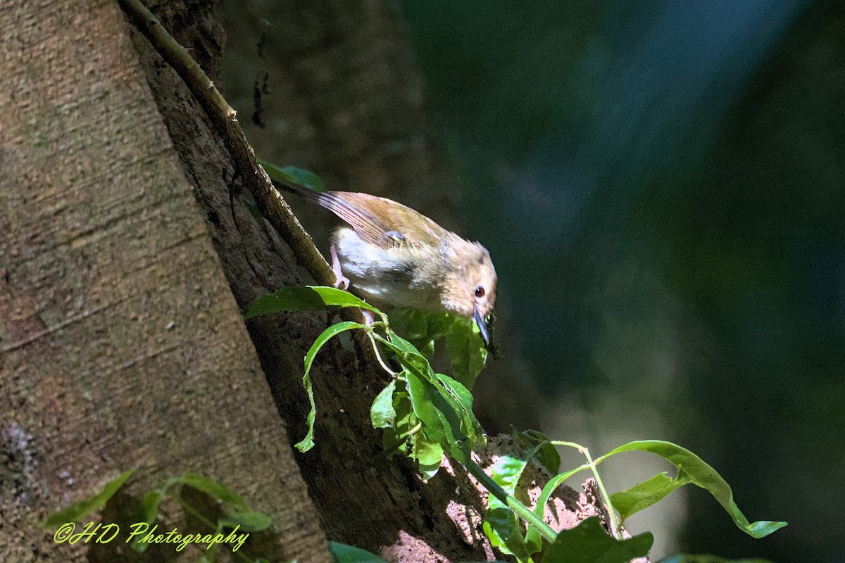 Large-billed Scrubwren - ML646619693