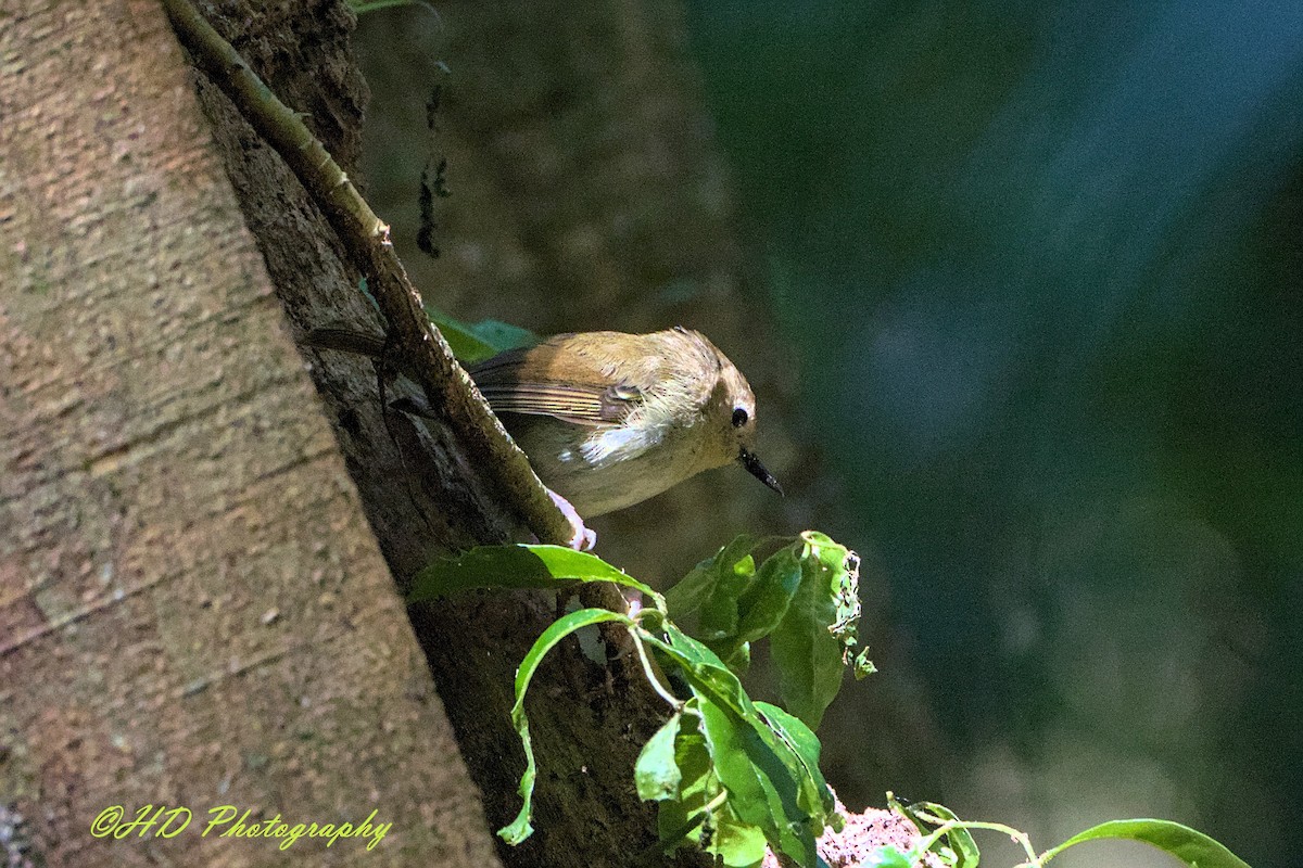 Large-billed Scrubwren - ML646619694