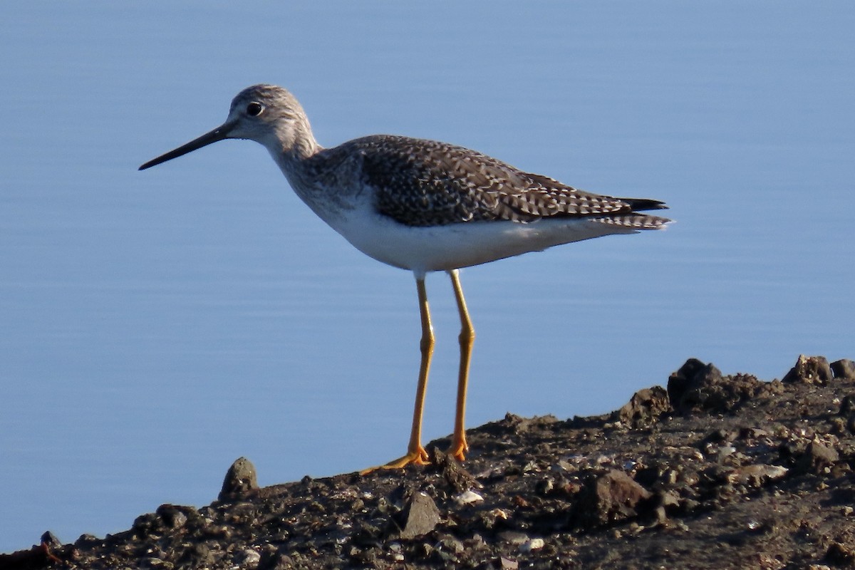 Greater Yellowlegs - ML646619696