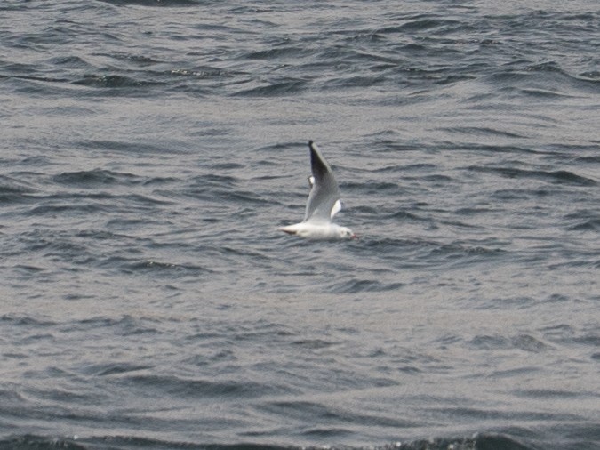 Хүрэн толгойт цахлай - ML646619697