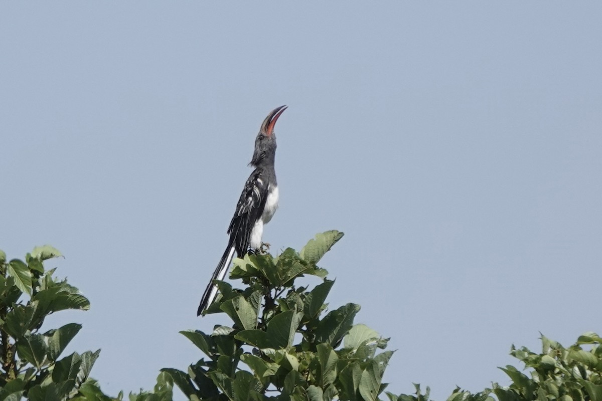 Hemprich's Hornbill - ML646619698