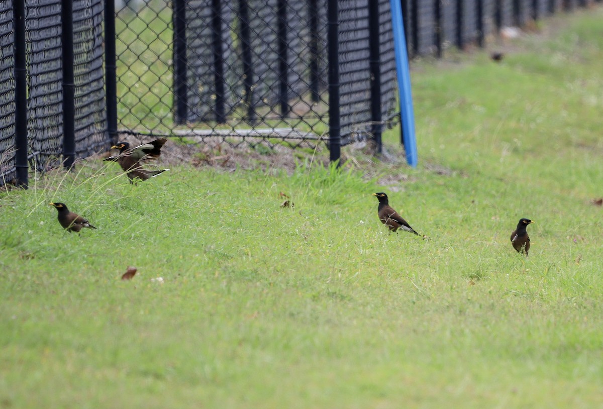 Common Myna - ML646619700