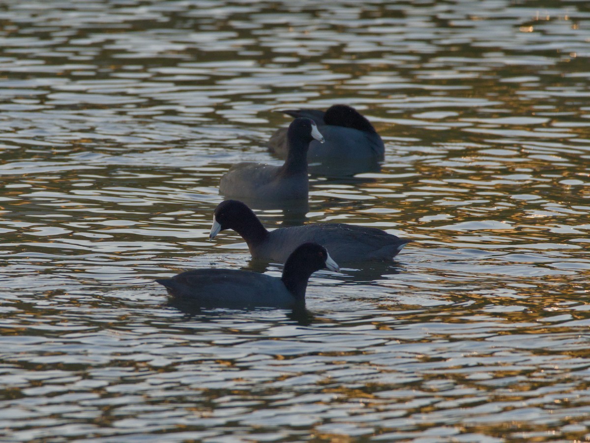 American Coot - ML646619701