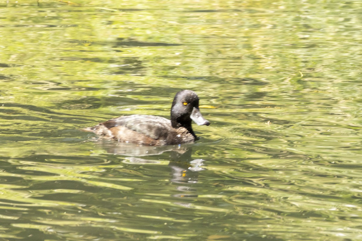 New Zealand Scaup - ML646619702