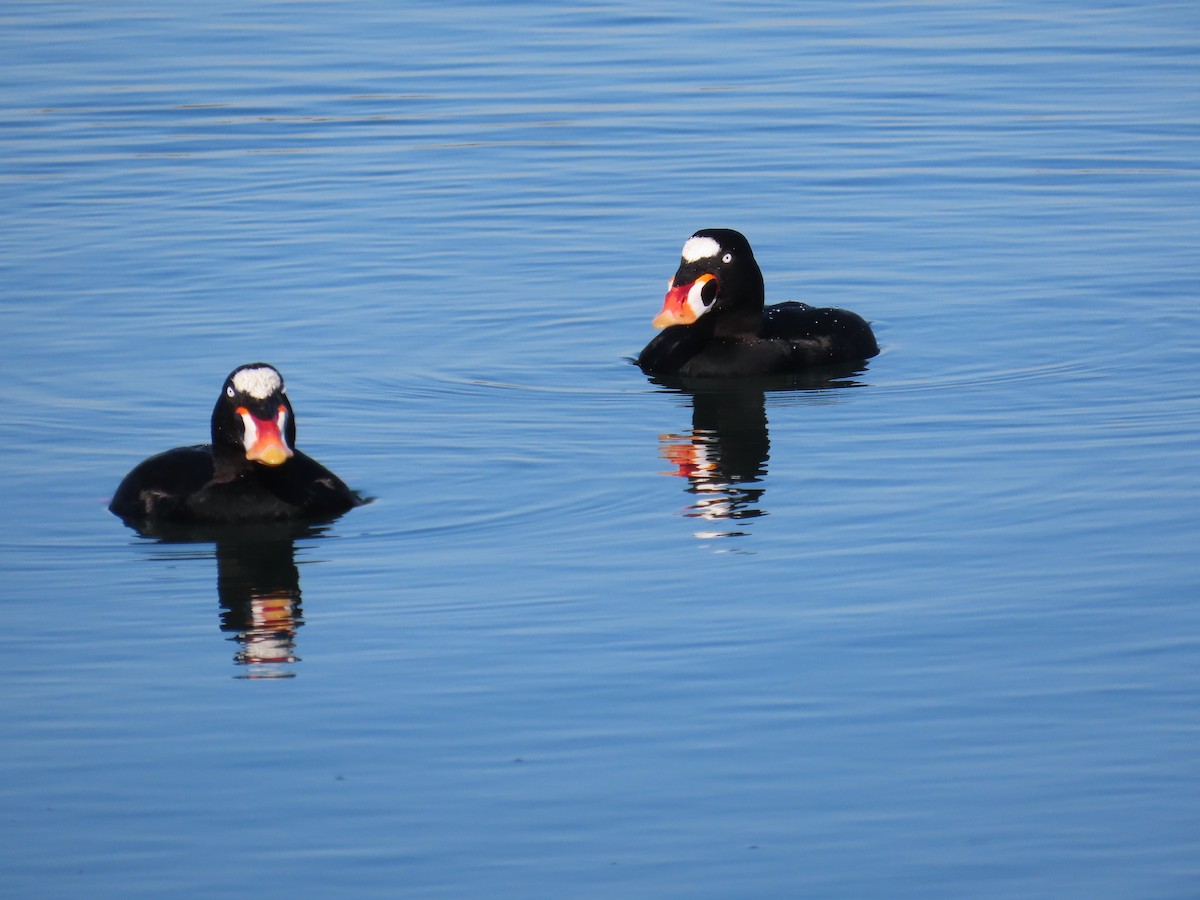 Surf Scoter - ML646619703
