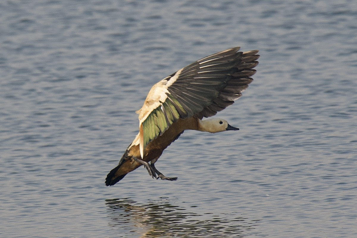 Ruddy Shelduck - ML646619704