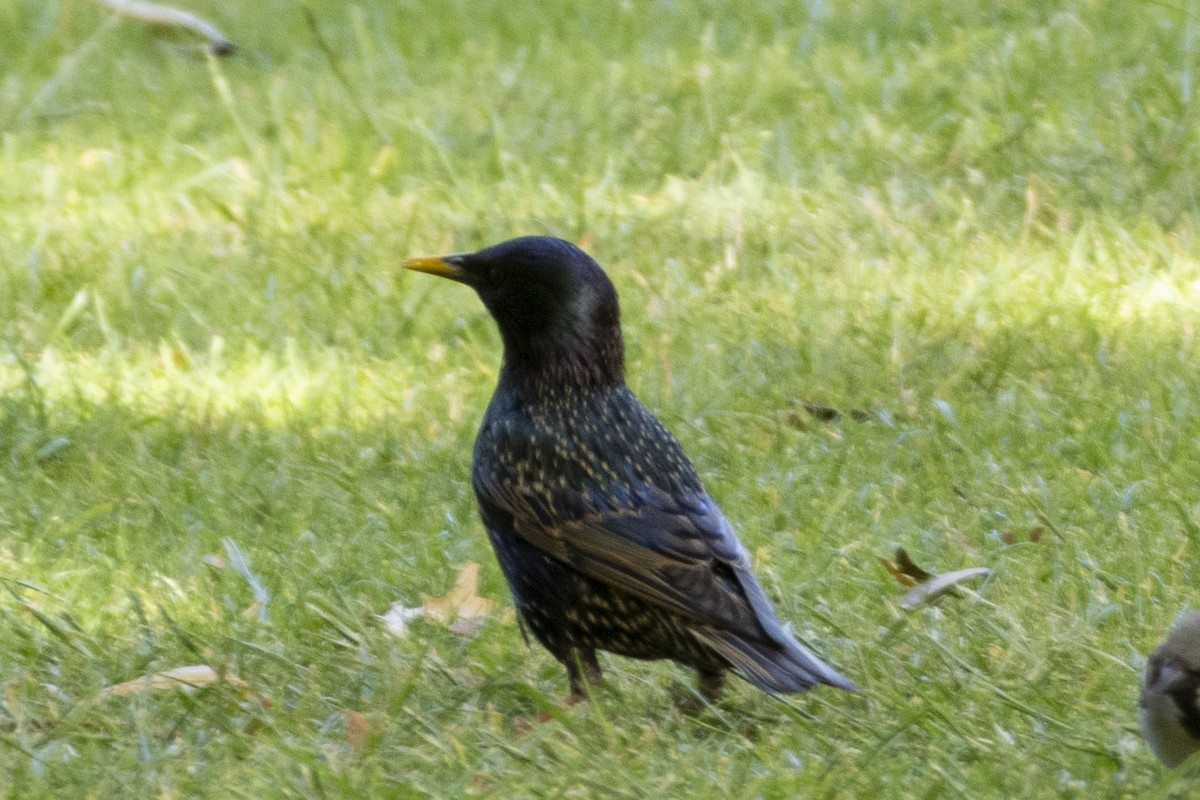 European Starling - ML646619707