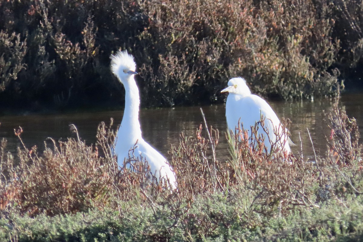 Snowy Egret - ML646619708