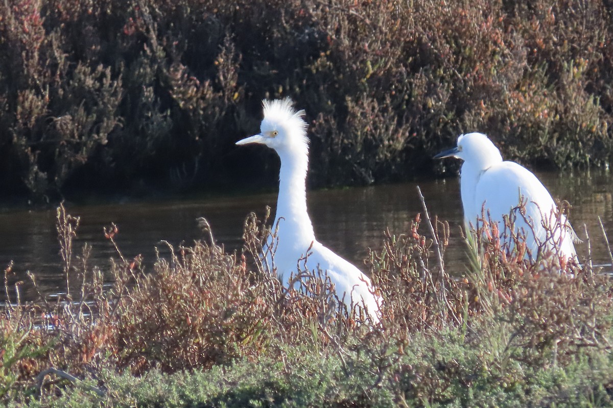 Snowy Egret - ML646619709