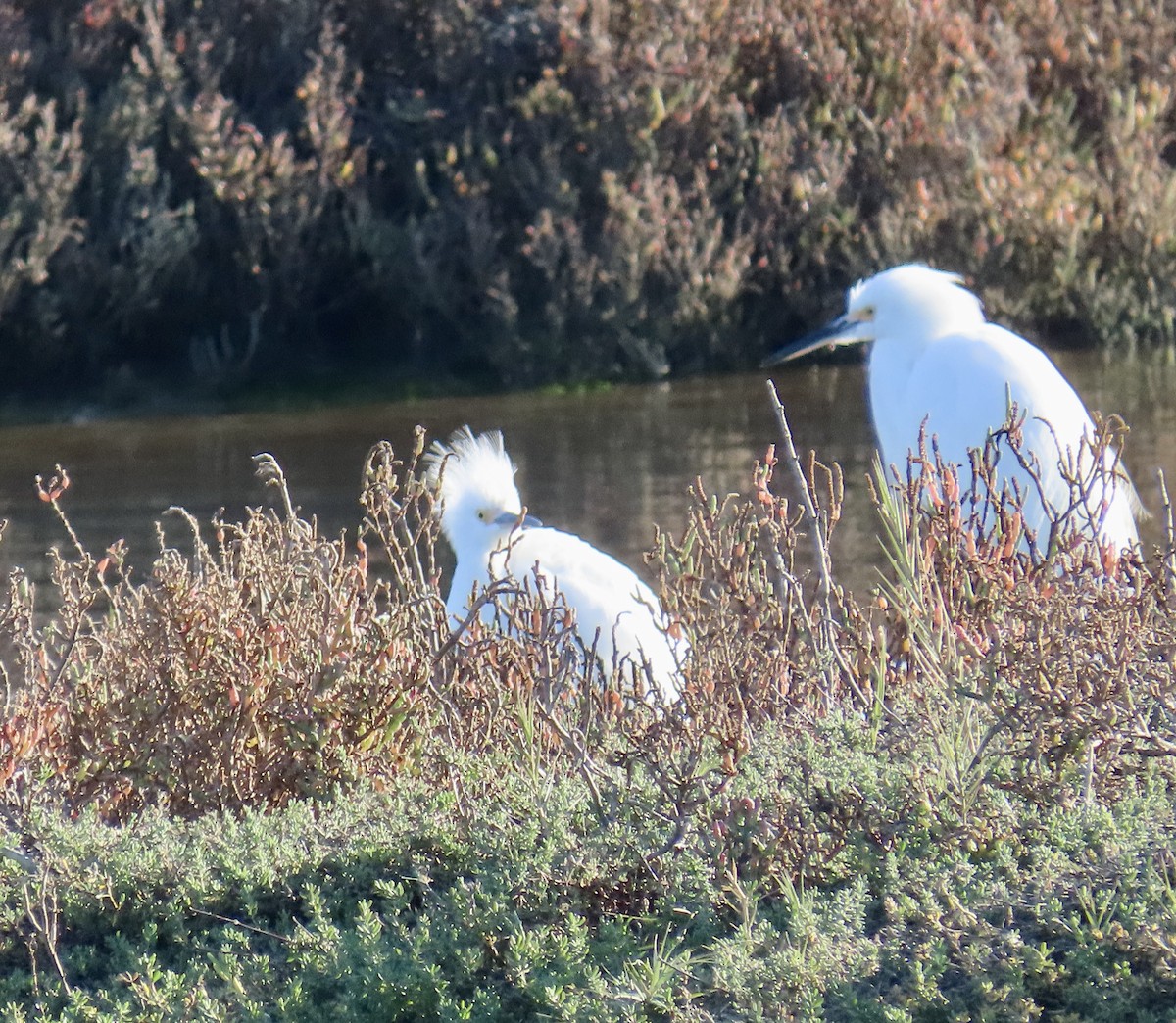 Snowy Egret - ML646619710