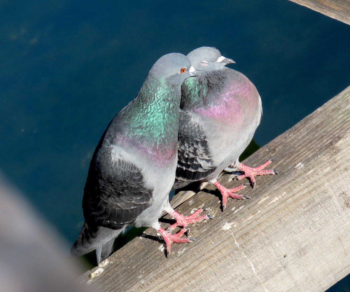 Rock Pigeon (Feral Pigeon) - ML646619711