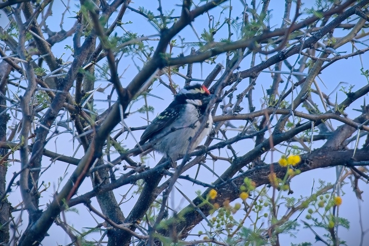 Pied Barbet - ML646619712