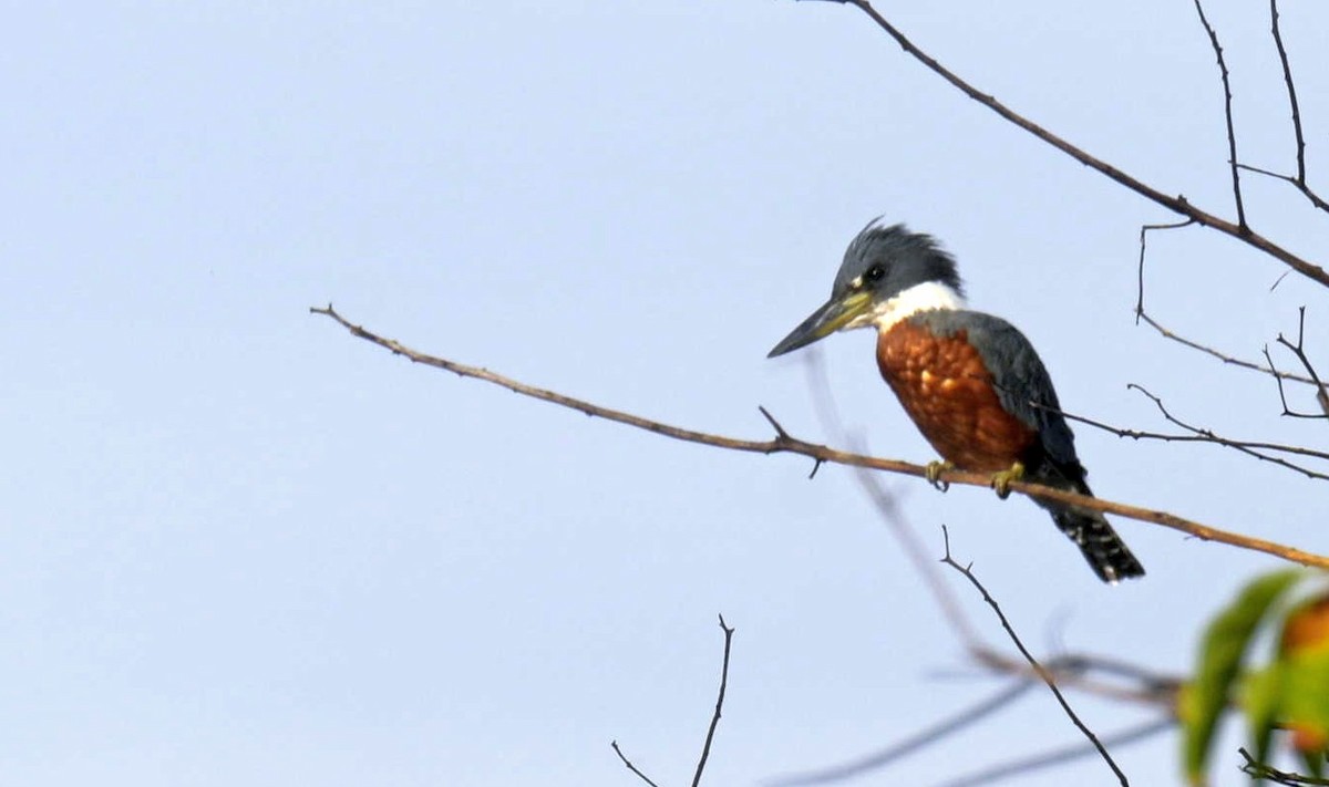 Ringed Kingfisher - ML646619714