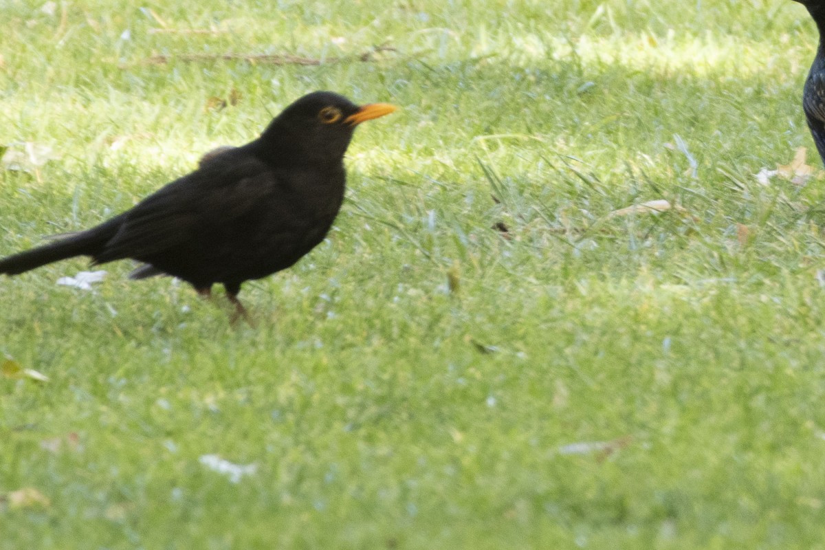 Eurasian Blackbird - ML646619716