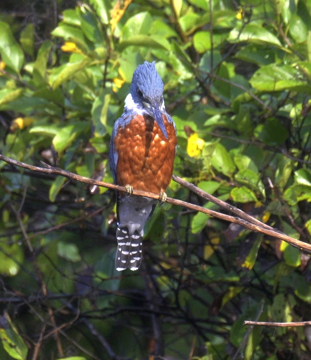Ringed Kingfisher - ML646619718