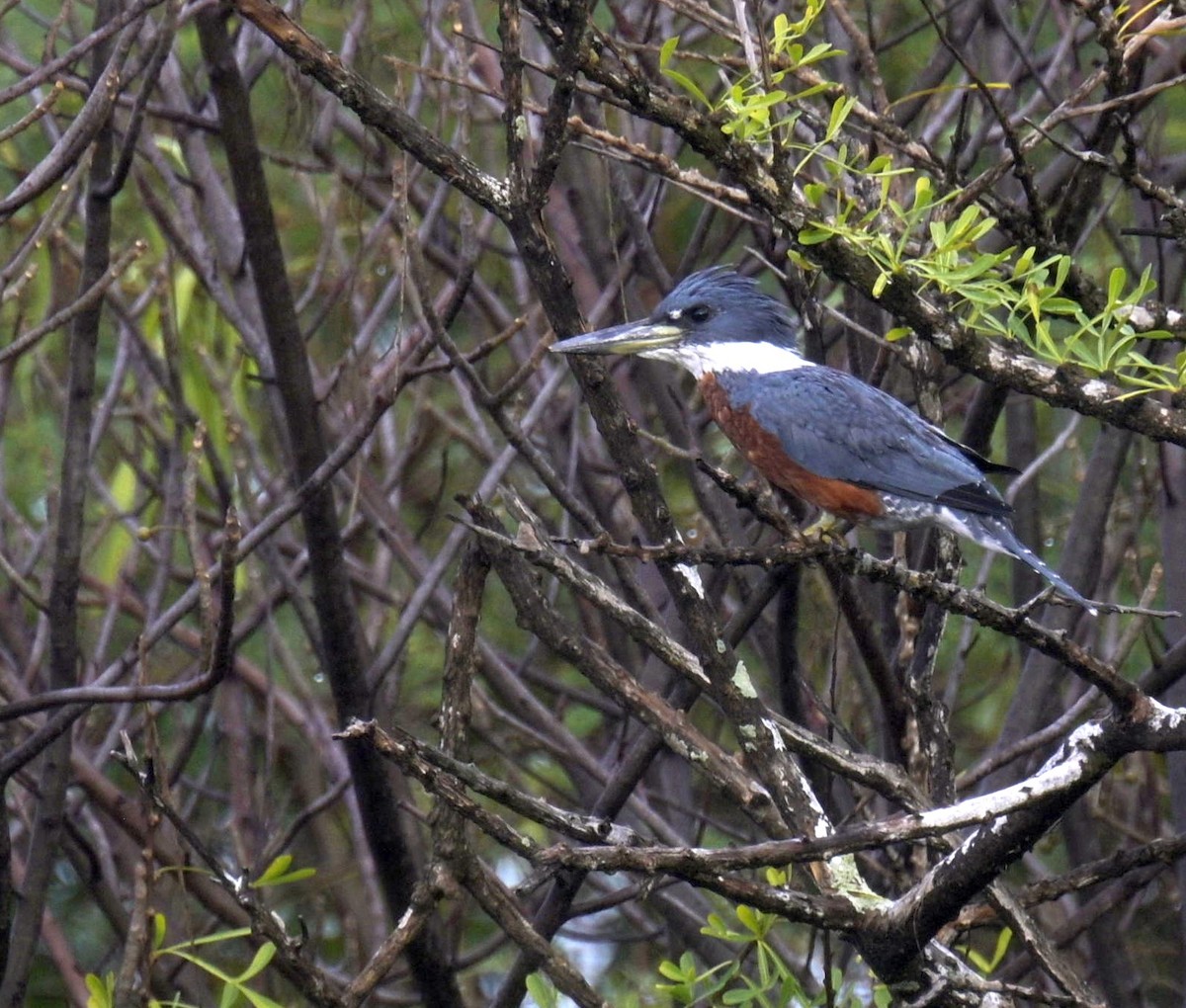 Ringed Kingfisher - ML646619721