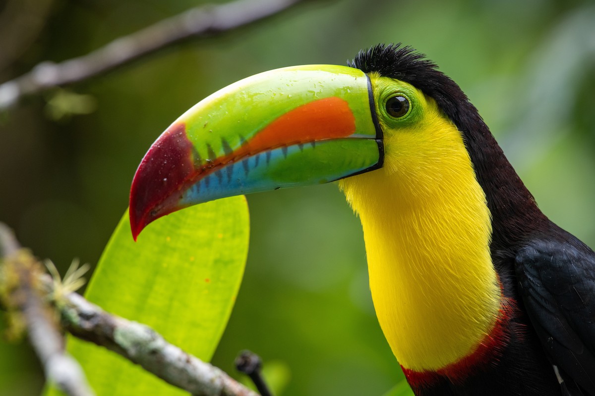 tukan středoamerický - ML646619723