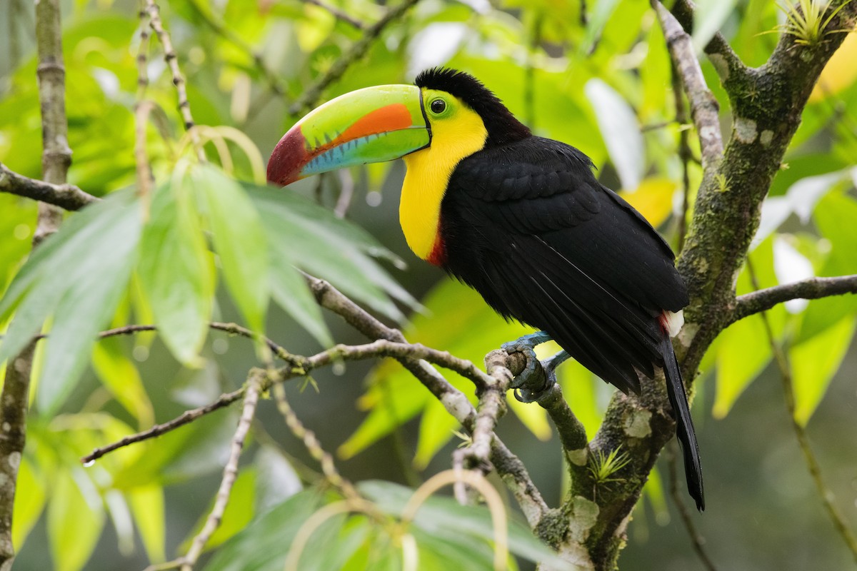tukan středoamerický - ML646619724