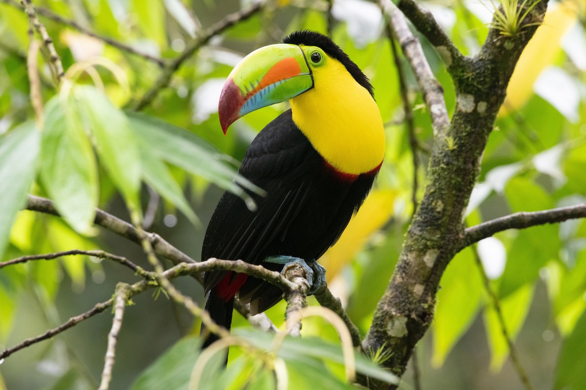 tukan středoamerický - ML646619725