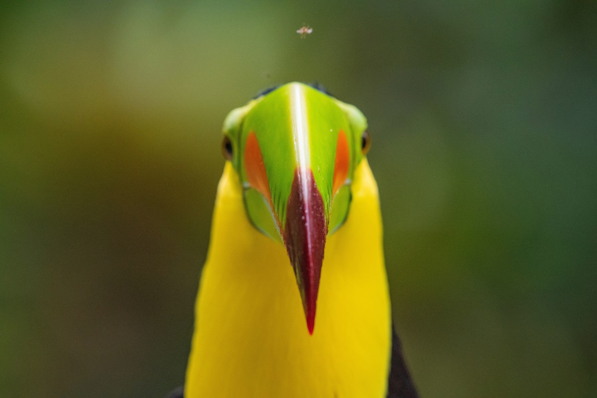 tukan středoamerický - ML646619726