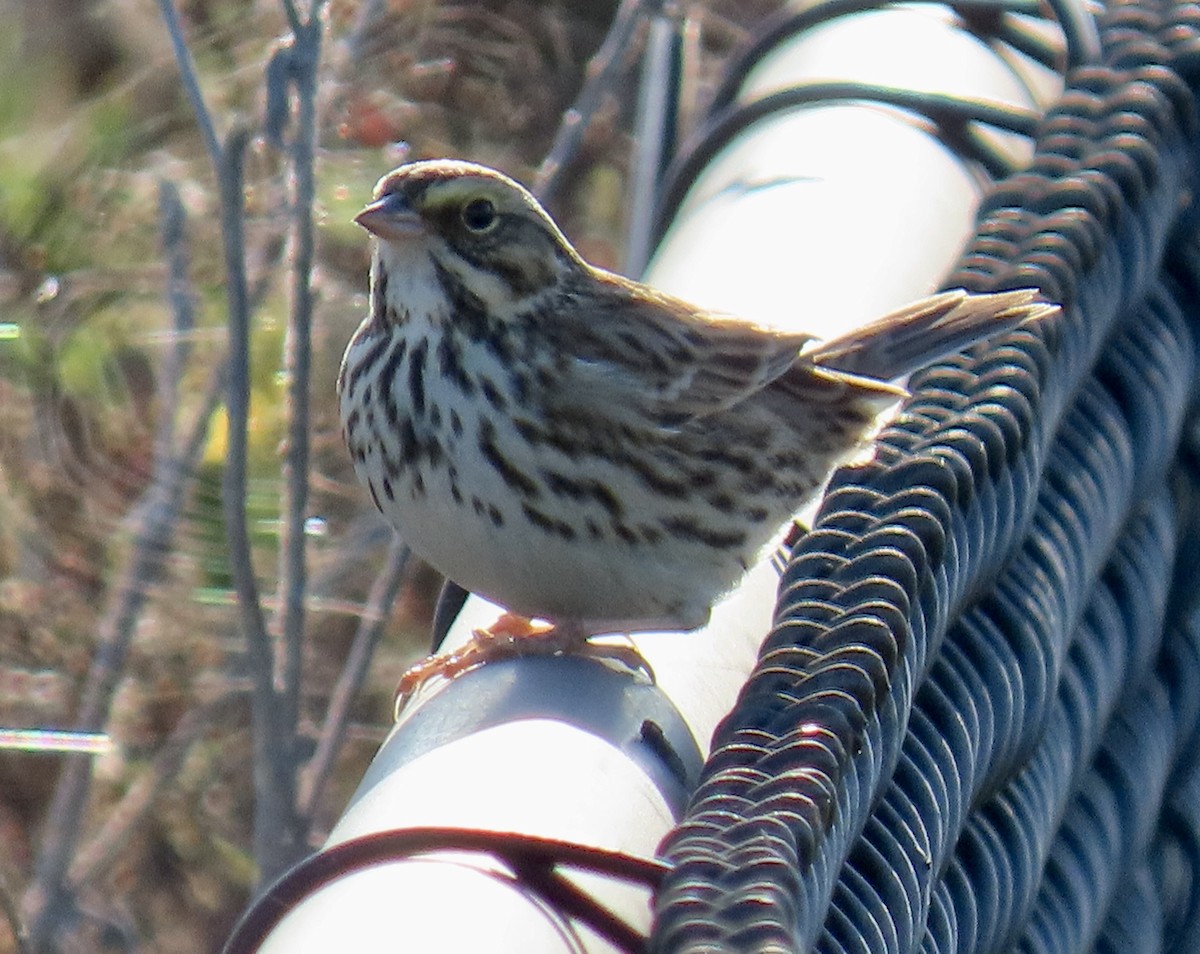 Savannah Sparrow - ML646619728