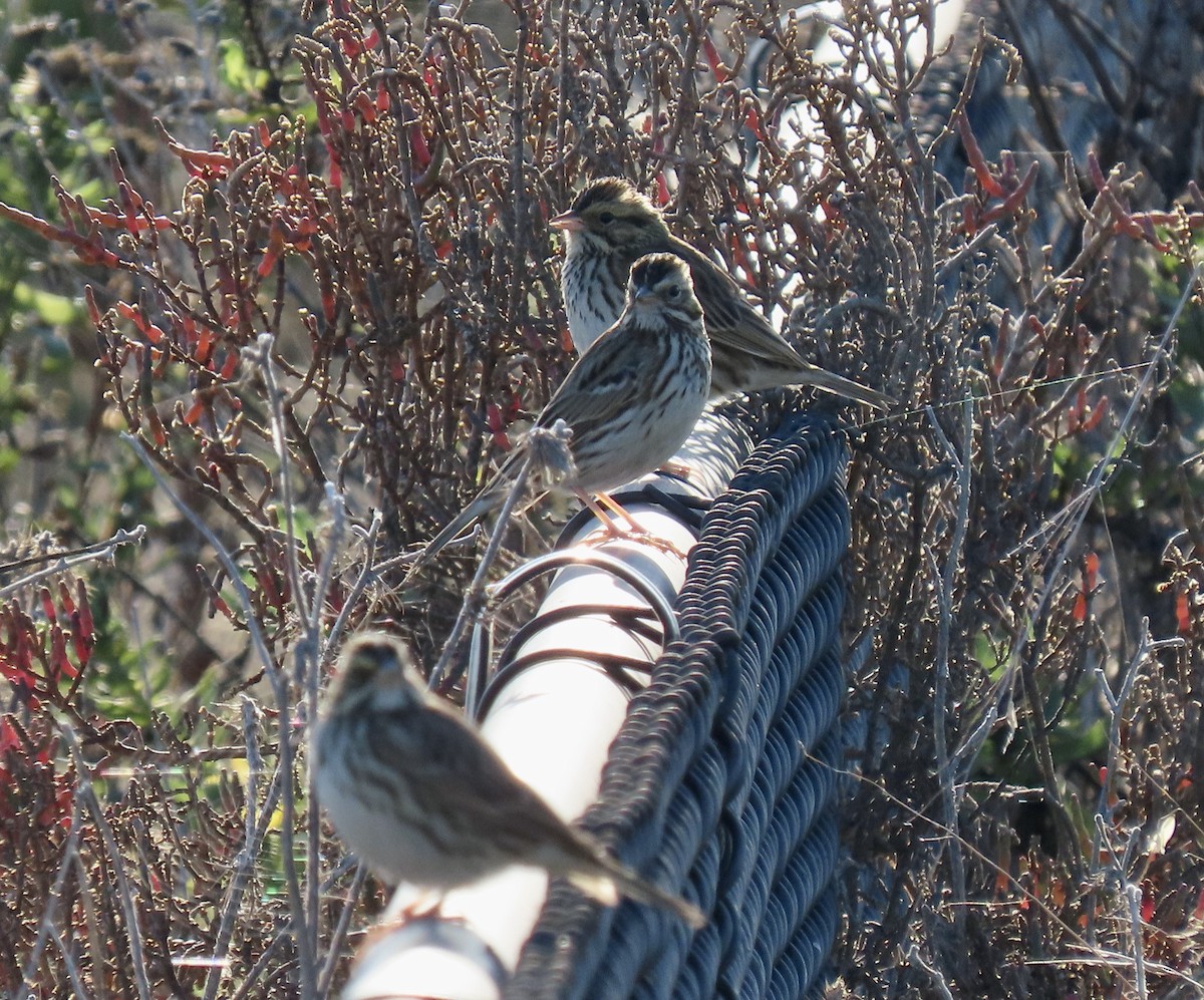 Savannah Sparrow - ML646619730