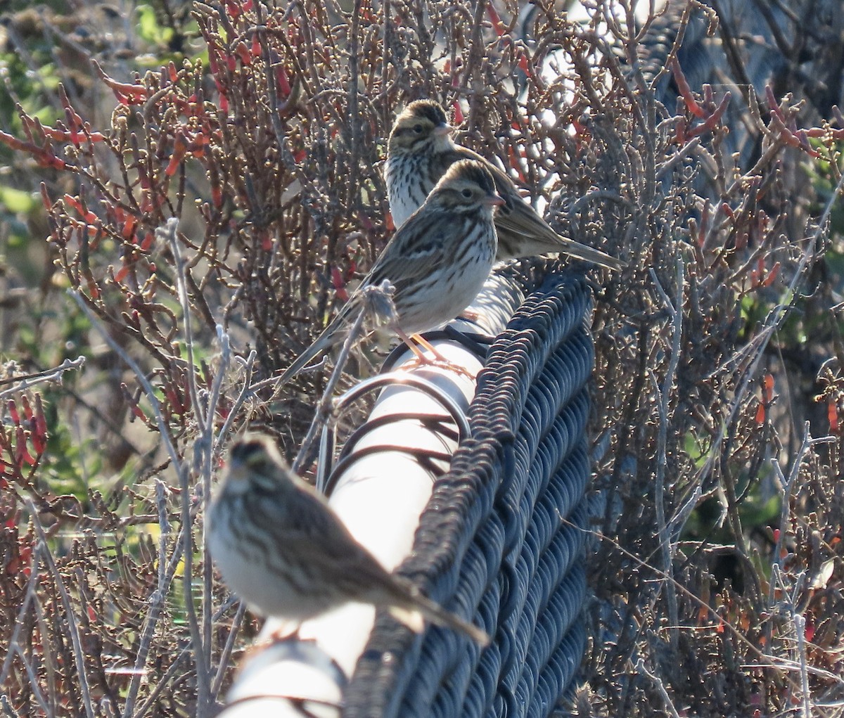 Savannah Sparrow - ML646619731