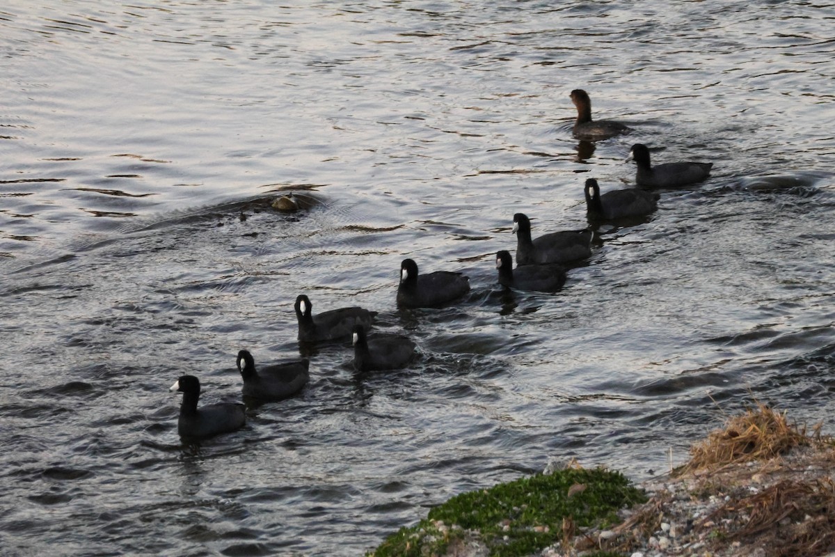 American Coot - ML646619732