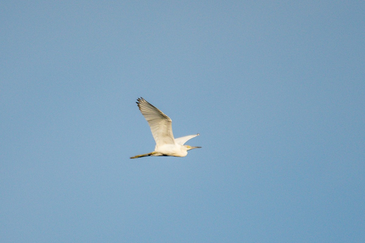 Little Blue Heron - ML646619733