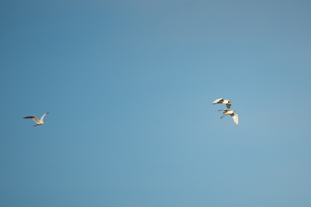 Little Blue Heron - ML646619734