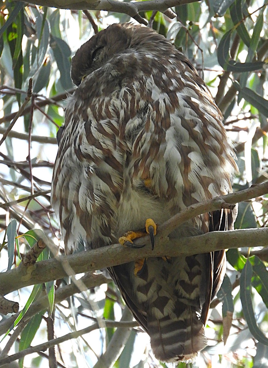 Barking Owl - ML646619736