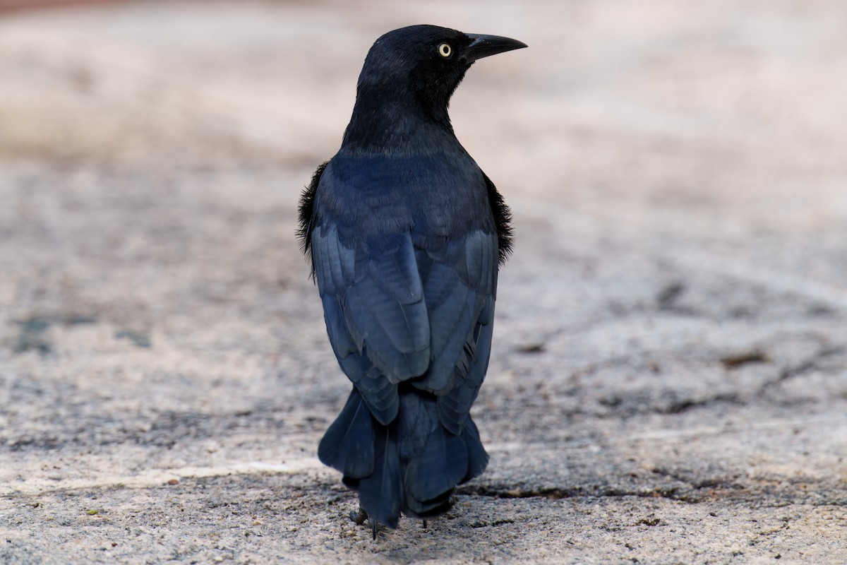 Greater Antillean Grackle - ML646619738