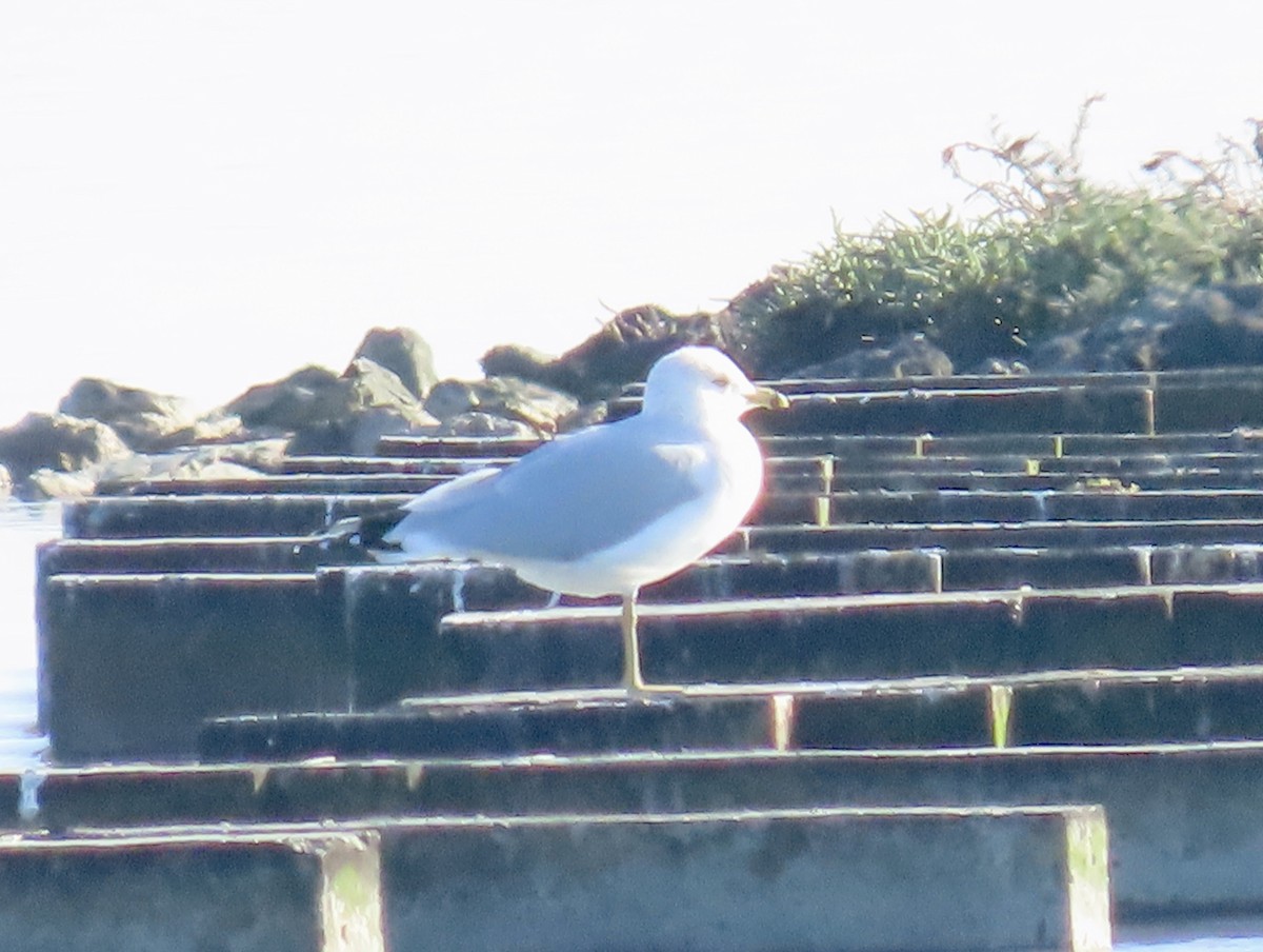 Ring-billed Gull - ML646619739