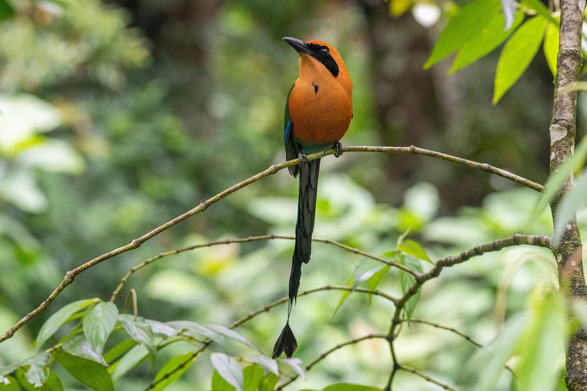 Rufous Motmot - ML646619741