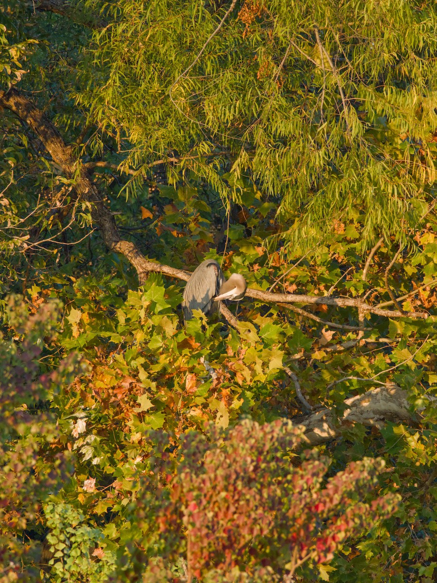 Great Blue Heron - ML646619742