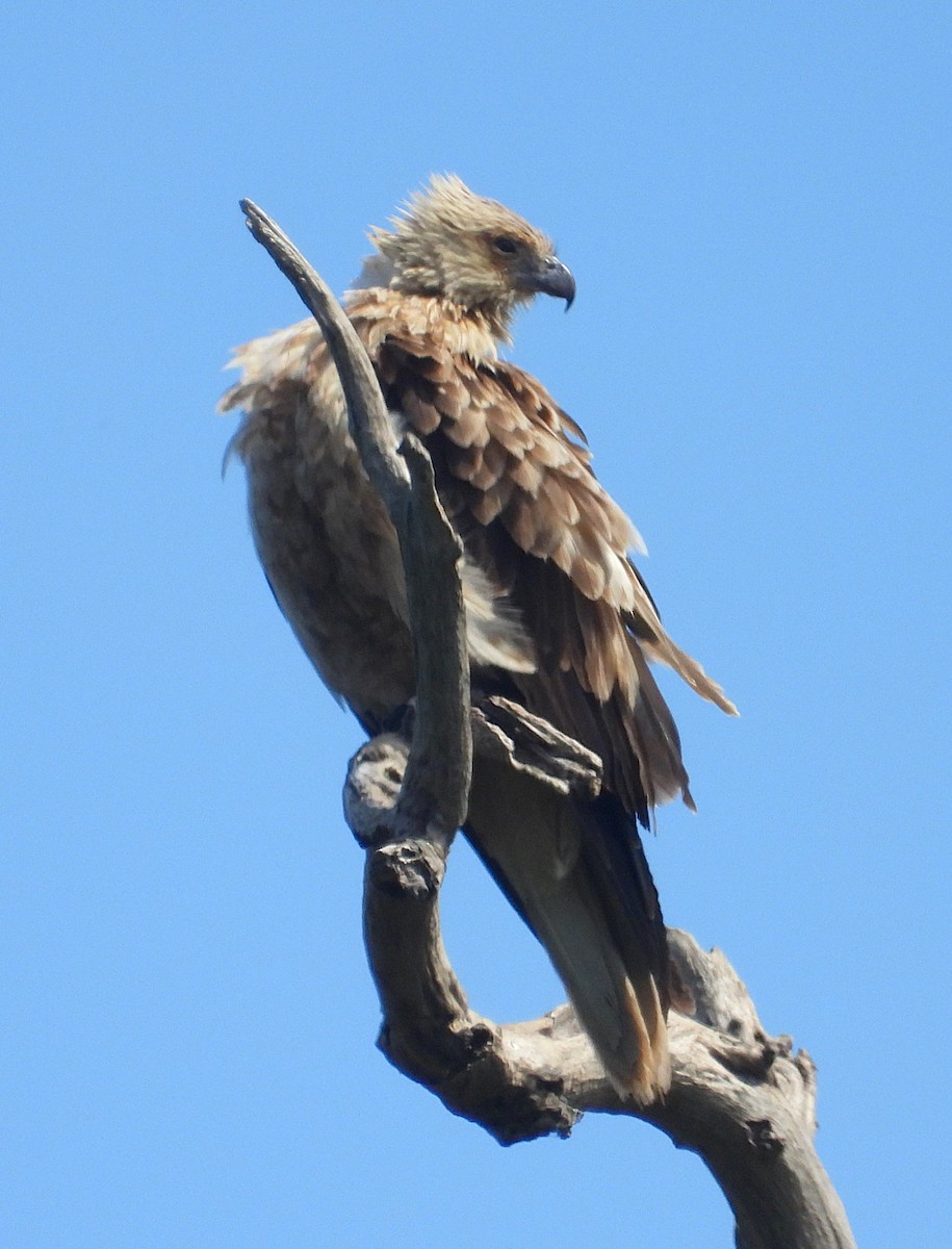 Whistling Kite - ML646619744