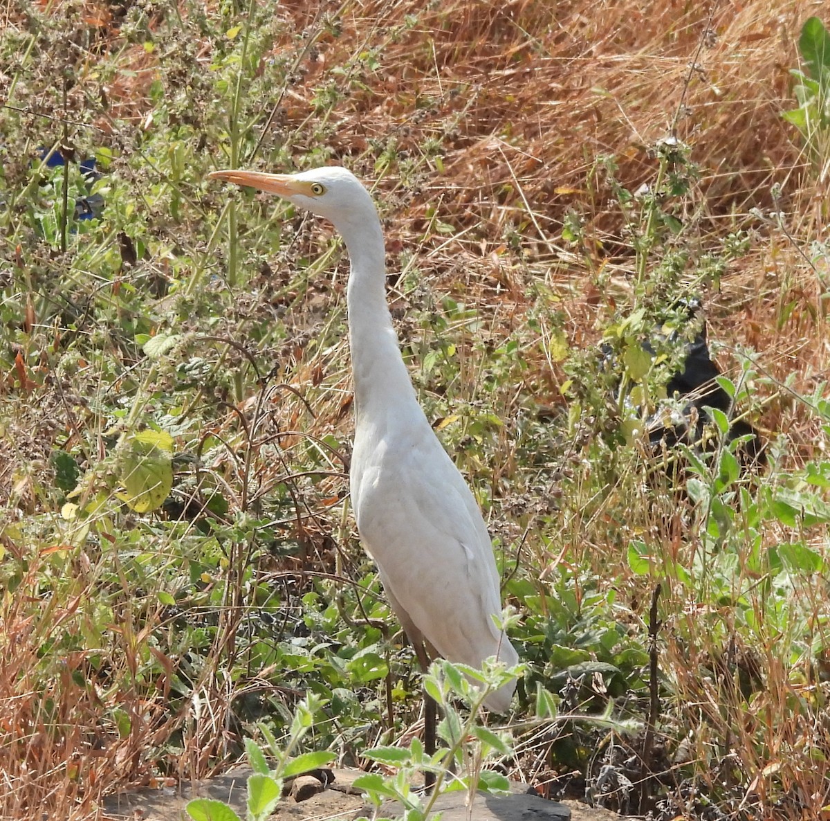 Eastern Cattle-Egret - ML646619745