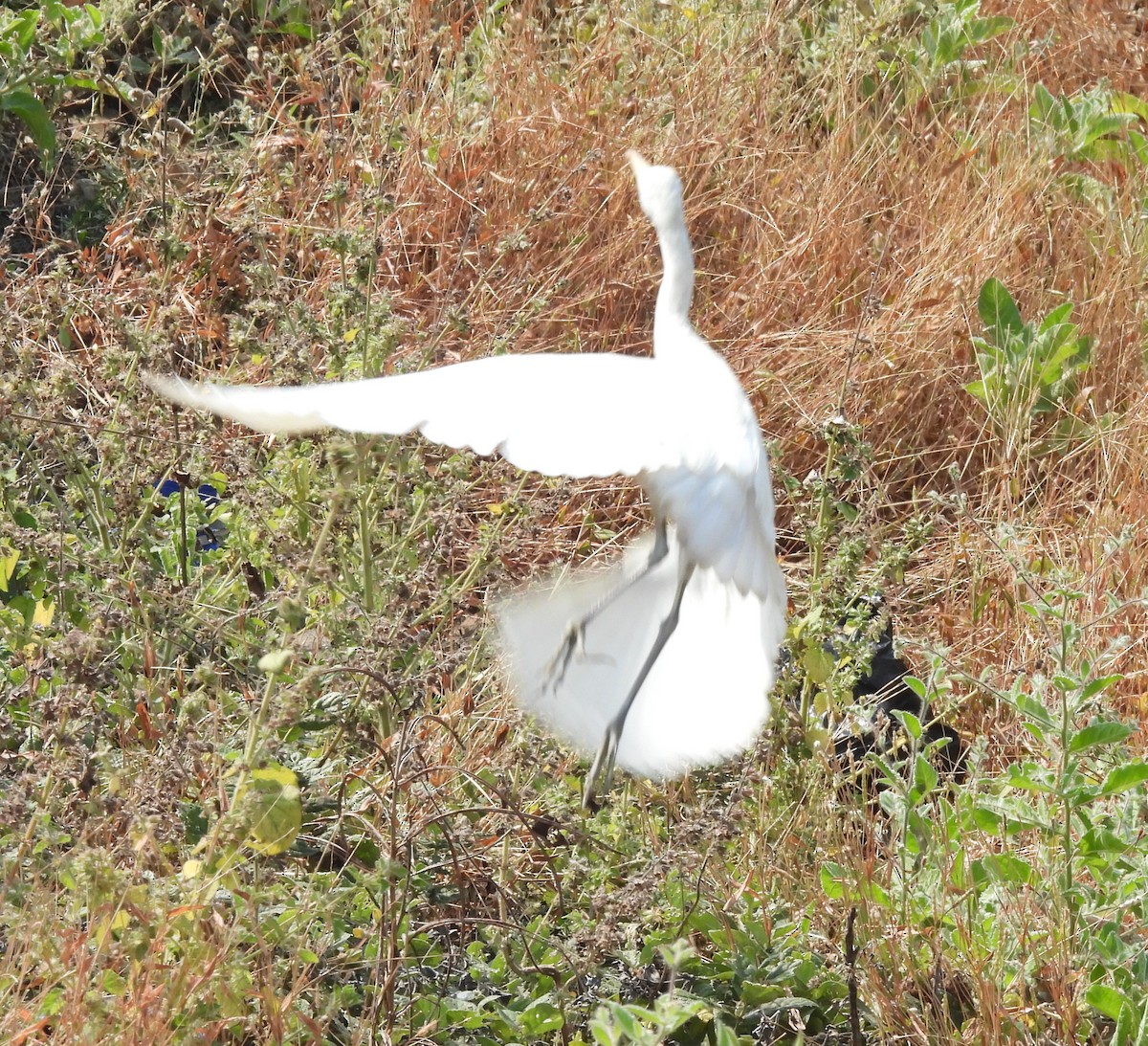 Eastern Cattle-Egret - ML646619746