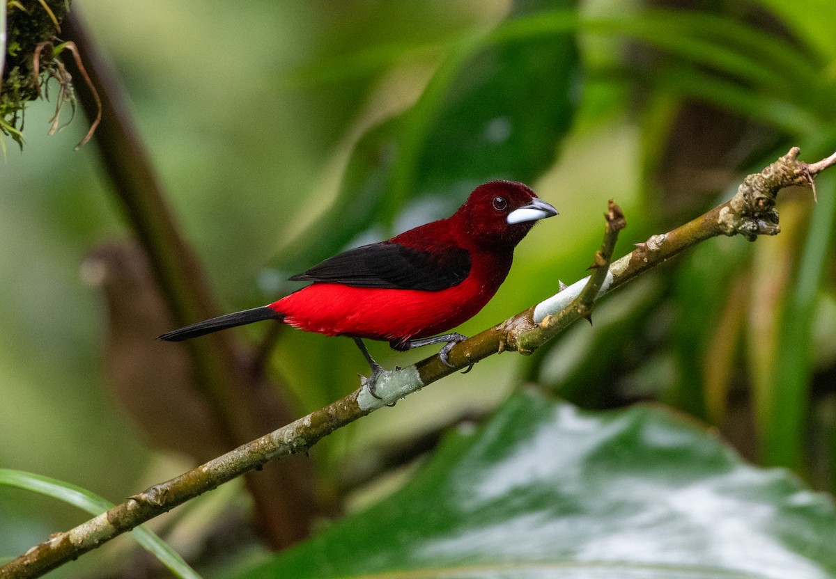 Crimson-backed Tanager - ML646619747