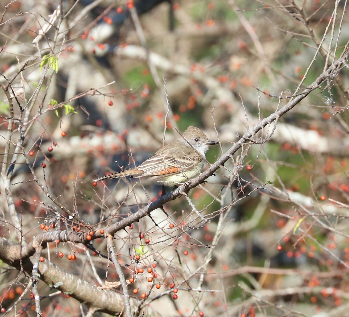Ash-throated Flycatcher - ML646619750