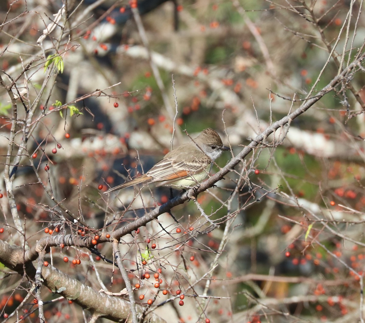 Ash-throated Flycatcher - ML646619751