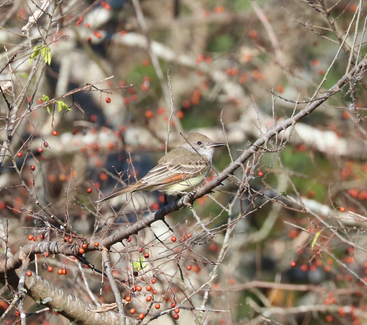 Ash-throated Flycatcher - ML646619752