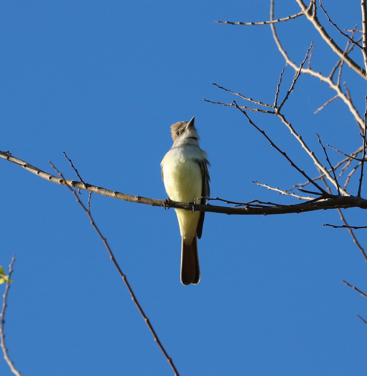 Ash-throated Flycatcher - ML646619753