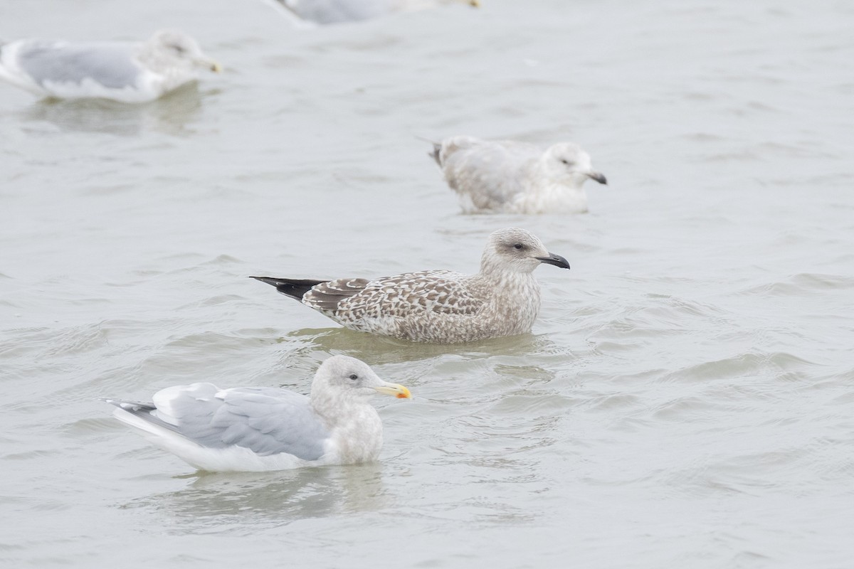 Larus sp. - ML646619761