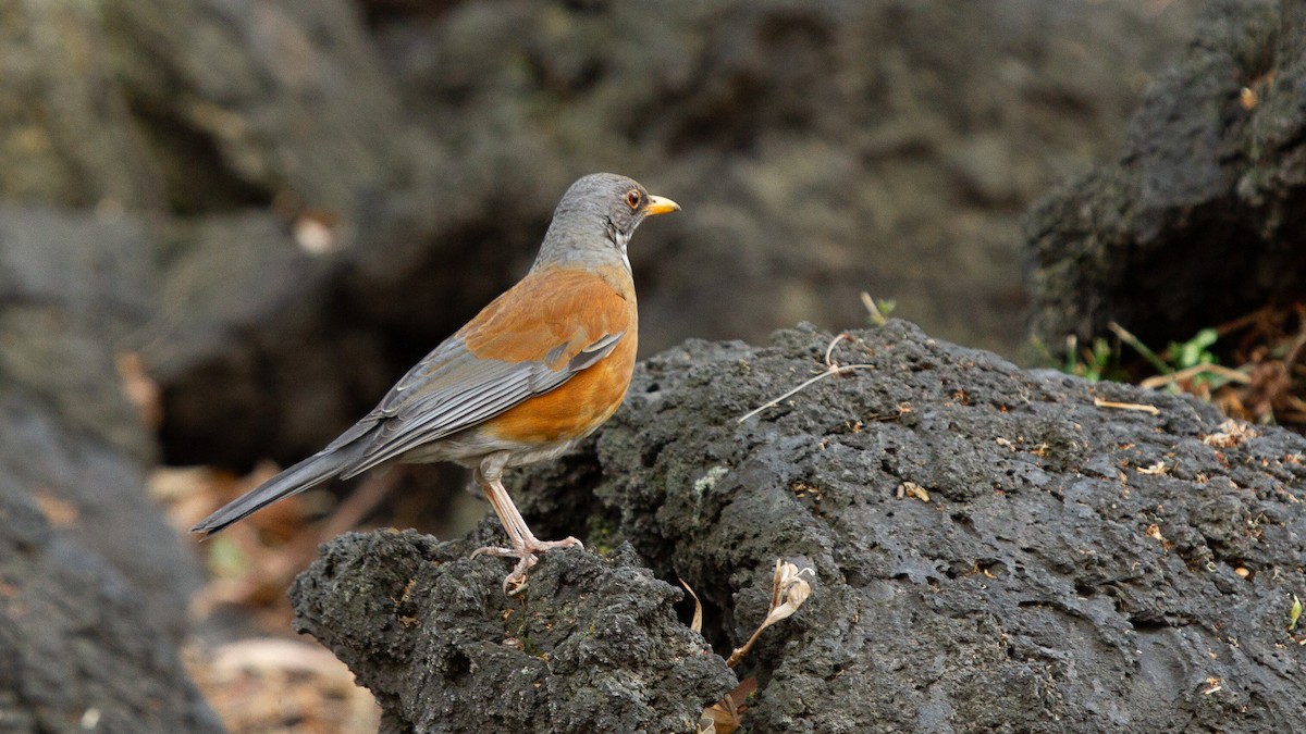 Rufous-backed Robin - ML646619762