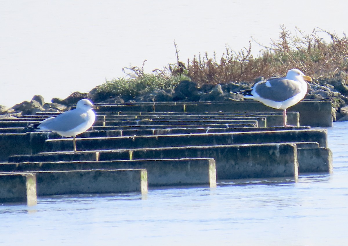 Western Gull - ML646619763