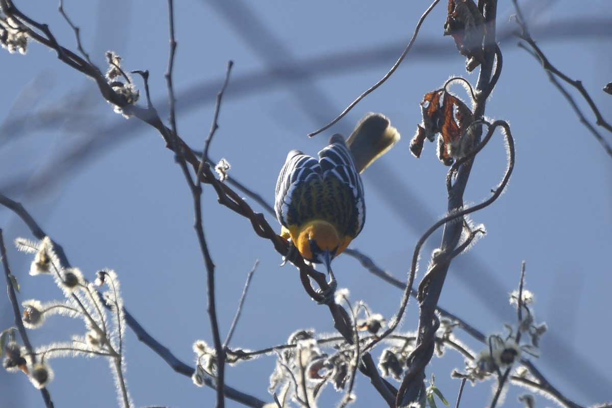 Streak-backed Oriole - ML646619771