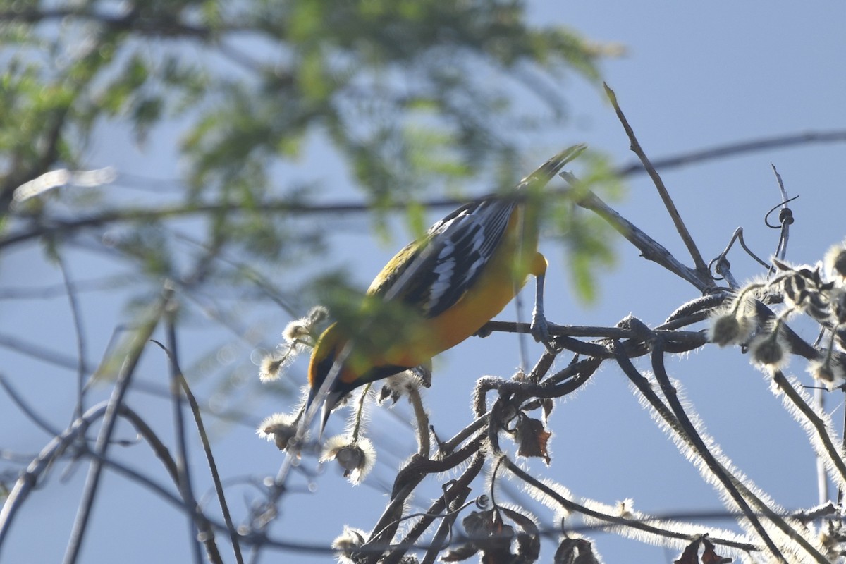 Streak-backed Oriole - ML646619773